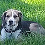 Phoenix joined the competition — help win amazing prizes! animal, beagle, canine, collar, dog, domestic_animal, fur, grass, greenery, laying, mammal, nature, outdoor, pet, portrait, quiet, relaxed, resting, summer, sunlight