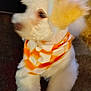animal, bandana, blurred, canine, carpet, companion, cozy, cute, dog, domestic, fluffy, friendly, fur, indoor, looking_away, orange, pet, small_dog, soft, white