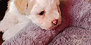 Kali joined the competition — help win amazing prizes! adorable, animal, blanket, closeup, comfort, cozy, cute, dog, fluffy, fur, home, indoor, laying, pet, puppy, resting, sleepy, soft_texture, white_fur, young_dog