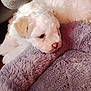 adorable, animal, blanket, closeup, comfort, cozy, cute, dog, fluffy, fur, home, indoor, laying, pet, puppy, resting, sleepy, soft_texture, white_fur, young_dog