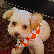 Kali joined the competition — help win amazing prizes! adorable, animal, bandana, carpet, companion, cute, dog, domestic_animal, fluffy, friendly, fur, indoor, looking_up, orange_bandana, pet, puppy, sitting, small_dog, white_dog, young_dog