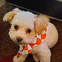 adorable, animal, bandana, carpet, companion, cute, dog, domestic_animal, fluffy, friendly, fur, indoor, looking_up, orange_bandana, pet, puppy, sitting, small_dog, white_dog, young_dog