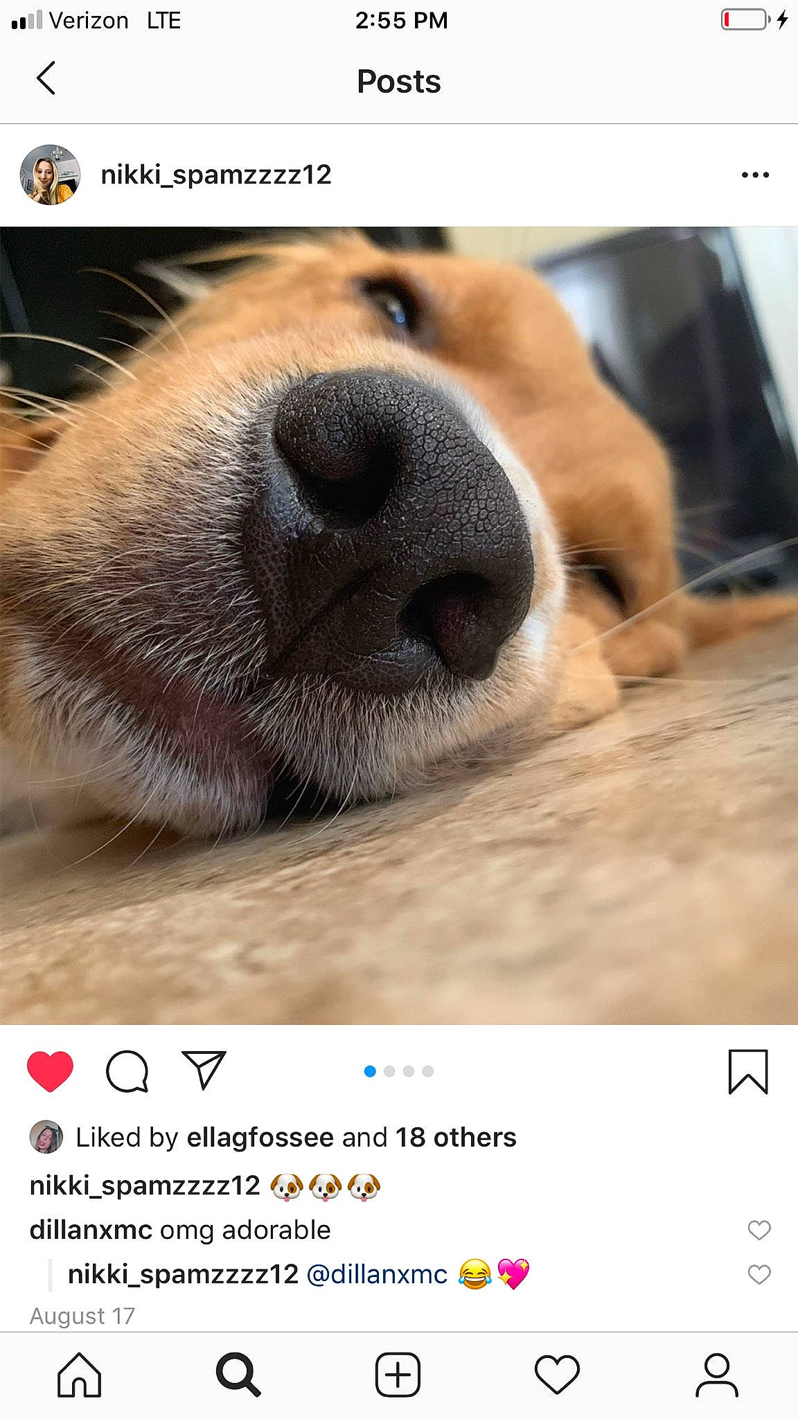 Jett joined the competition — help win amazing prizes! canidae, carnivore, companion_dog, dog, dog_breed, nose, photo_caption, photography, puppy, screenshot, snout, street_dog
