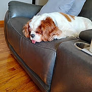 Dakota Suitor is registered to the contest to win money with this photo: animal, brown_and_white, companion, couch, cozy, cute, dog, domestic, fur, home, indoor, leather, living_room, pet, pillow, relaxed, resting, sleeping, tongue_out, wooden_floor
