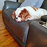 animal, brown_and_white, companion, couch, cozy, cute, dog, domestic, fur, home, indoor, leather, living_room, pet, pillow, relaxed, resting, sleeping, tongue_out, wooden_floor
