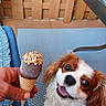 Dakota Suitor is registered to the contest to win money with this photo: animal, blue, cavalier_king_charles_spaniel, chocolate, cushion, cute, dog, food, fur, hand, happy, ice_cream_cone, nuts, outdoor, pet, smiling, summer, table, tongue_out, wooden_fence