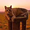 cat, cat_tree, sunset, outdoor, animal, pet, feline, relaxed, nature, field, grass, flowers, wildflowers, twilight, orange_sky, calm, resting, sun, warm_light, peaceful