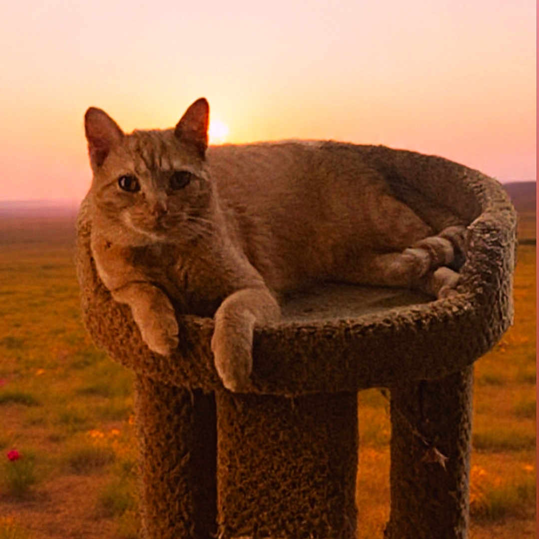 Channel joined the competition — help win amazing prizes! cat, cat_tree, sunset, outdoor, animal, pet, feline, relaxed, nature, field, grass, flowers, wildflowers, twilight, orange_sky, calm, resting, sun, warm_light, peaceful