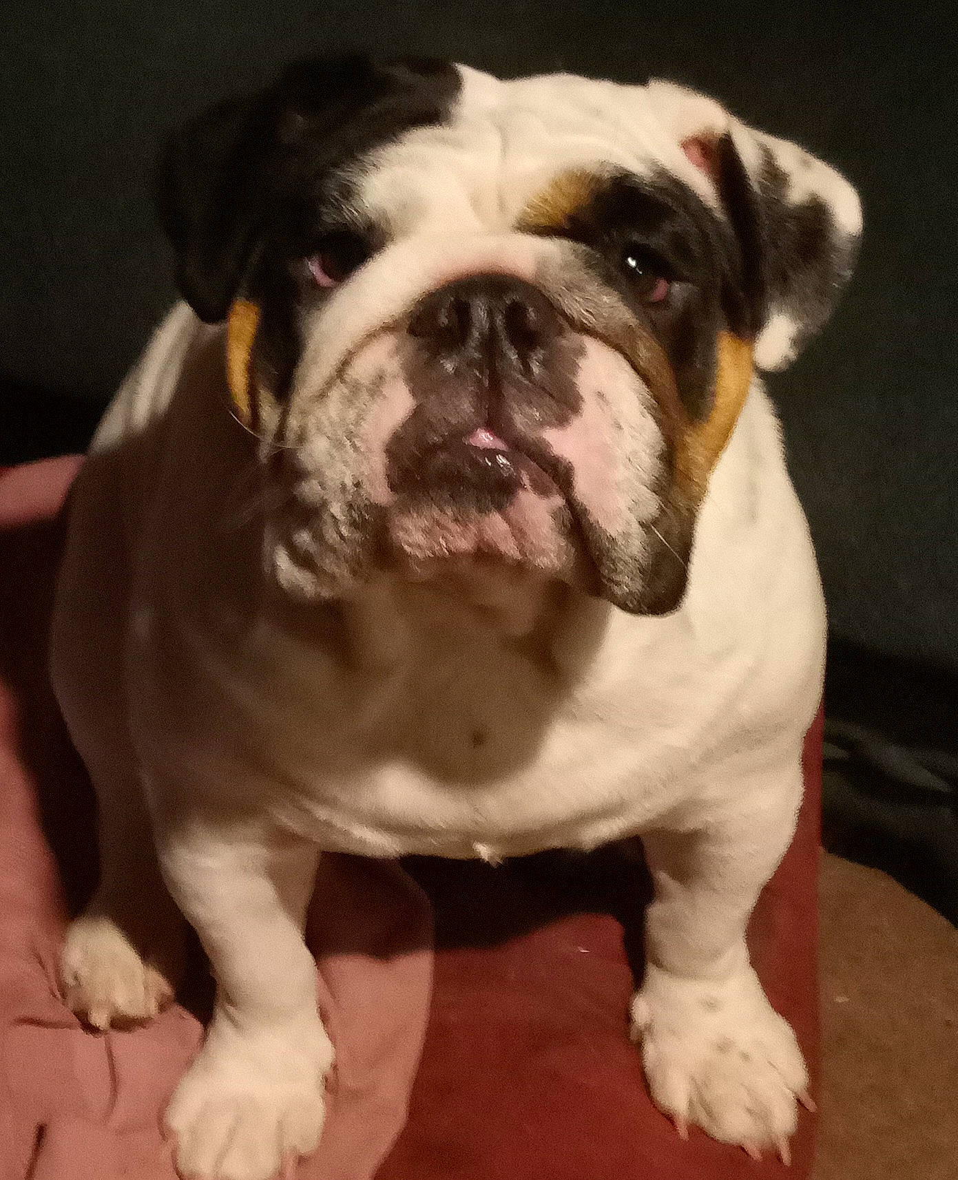 Sadie is registered to the contest to win money with this photo: bored, bulldog, canidae, carnivore, collar, comfort, companion_dog, dog, dog_breed, dog_collar, fawn, fur, paw, snout, sporting_group, whiskers, window, working_animal, working_dog, wrinkle