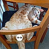 animal, cat, chair, curious, cute, domestic_cat, feline, fluffy, funny, fur, indoor, lying_down, orange_cat, pet, playful, relaxed, resting, seat, white_cat, wooden_chair