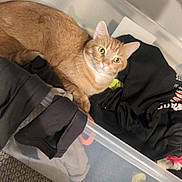 Oliver is registered to the contest to win money with this photo: cat, orange_cat, feline, pet, animal, green_eyes, whiskers, ears, fur, lying_down, clothing, laundry, storage_bin, plastic_container, indoor, home, carpet, black_clothing, portrait, curious