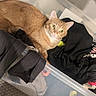 cat, orange_cat, feline, pet, animal, green_eyes, whiskers, ears, fur, lying_down, clothing, laundry, storage_bin, plastic_container, indoor, home, carpet, black_clothing, portrait, curious