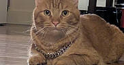 Oliver is registered to the contest to win money with this photo: cat, orange_tabby, pet, feline, animal, portrait, indoors, floor, wood_floor, collar, sparkly_collar, whiskers, ears, eyes, paws, striped_fur, lying_down, front_facing, home, furniture
