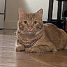 cat, orange_tabby, pet, feline, animal, portrait, indoors, floor, wood_floor, collar, sparkly_collar, whiskers, ears, eyes, paws, striped_fur, lying_down, front_facing, home, furniture