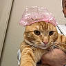 Oliver joined the competition — help win amazing prizes! cat, orange_tabby, pet, animal, pink_hat, shower_cap, funny, portrait, close_up, whiskers, green_eyes, striped_fur, indoor, person, holding, arm, white_clothing, wall, door, humorous