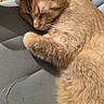 Oliver joined the competition — help win amazing prizes! cat, orange_cat, sleeping, sleepy, curled_up, pet, feline, whiskers, fur, paws, ears, nose, indoor, chair, cushion, upholstery, cozy, relaxed, close_up, portrait