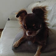 Vroom a rejoint le concours — aidez-le/la à gagner de superbes lots ! dog, brown_dog, small_dog, fluffy, ears, cushion, white_couch, indoor, pet, animal, fur, paw, relaxed, home, living_room, close_up, cute, companion, domestic, canine