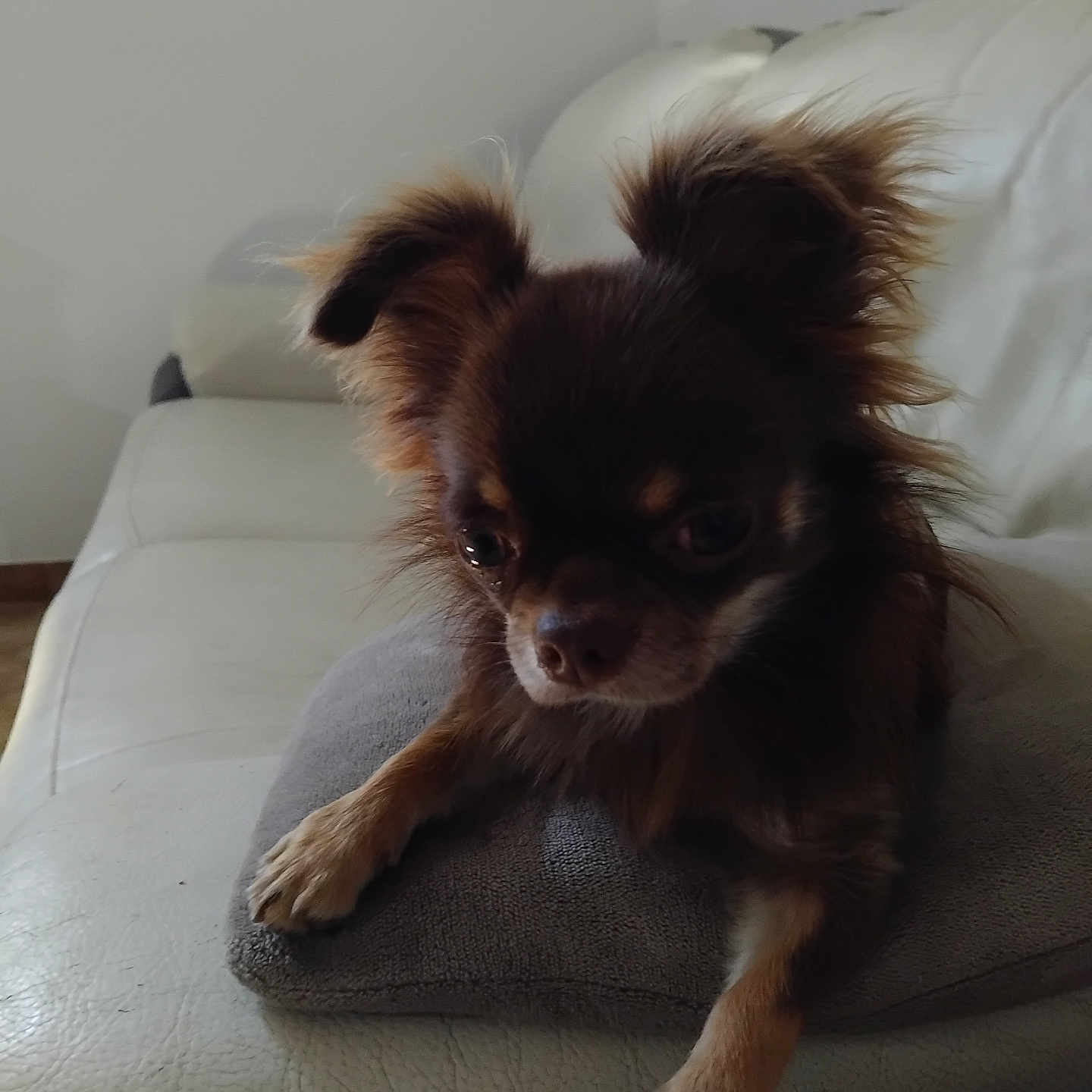 Vroom a rejoint le concours — aidez-le/la à gagner de superbes lots ! animal, brown_dog, canine, close_up, companion, cushion, cute, dog, domestic, ears, fluffy, fur, home, indoor, living_room, paw, pet, relaxed, small_dog, white_couch