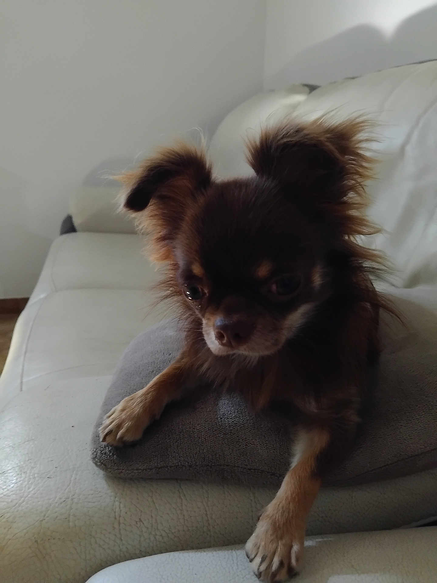 Vroom a rejoint le concours — aidez-le/la à gagner de superbes lots ! dog, brown_dog, small_dog, fluffy, ears, cushion, white_couch, indoor, pet, animal, fur, paw, relaxed, home, living_room, close_up, cute, companion, domestic, canine