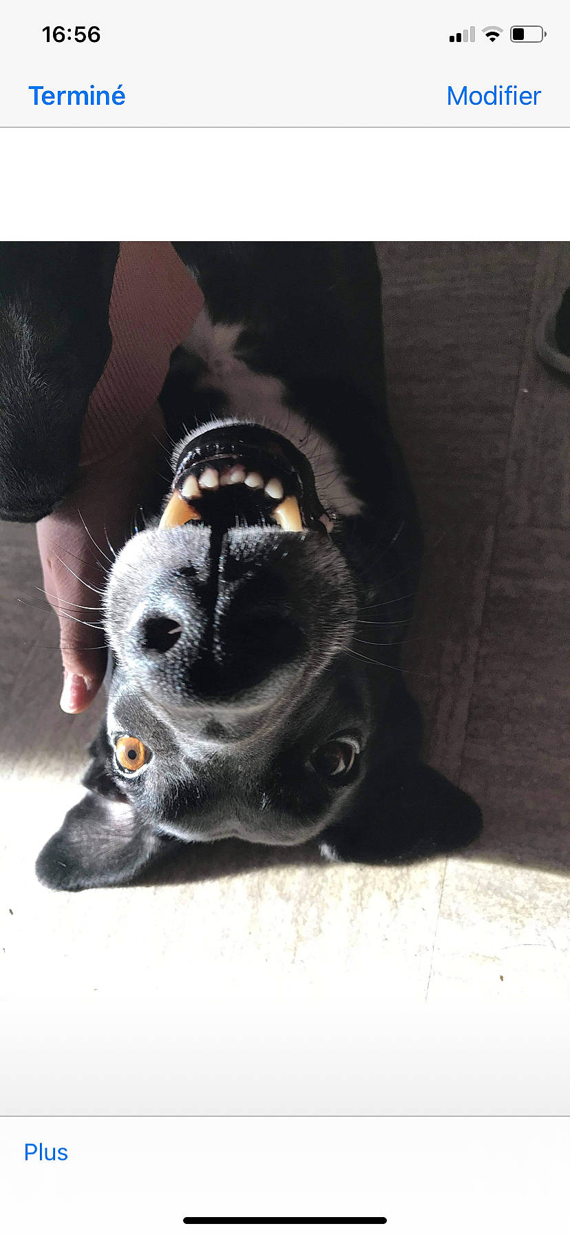 Sanka a rejoint le concours — aidez-le/la à gagner de superbes lots ! carnivore, companion_dog, dog, dog_breed, dog_collar, felidae, foot, fur, grey, guard_dog, human_leg, leash, paw, shoe, small_to_medium_sized_cats, snout, sporting_group, tail, toy_dog, whiskers