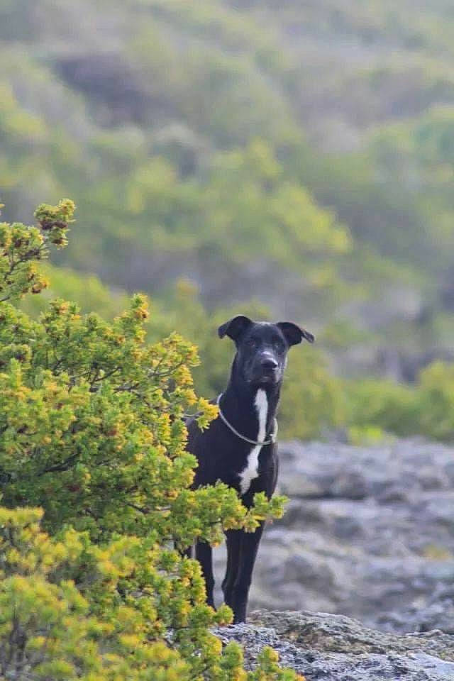 Sanka a rejoint le concours — aidez-le/la à gagner de superbes lots ! carnivore, companion_dog, dog, dog_breed, flower, grass, grassland, hill, landscape, livestock, natural_landscape, pasture, plant, rock, shrub, soil, sporting_group, tail, wildlife, working_animal
