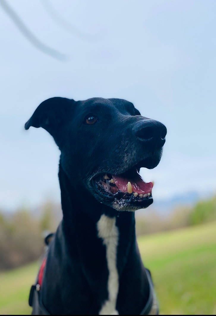 Sanka participe au concours pour gagner de l'argent avec cette photo : borador, canidae, carnivore, collar, companion_dog, dog, dog_breed, dog_collar, grass, guard_dog, gun_dog, hunting_dog, non_sporting_group, retriever, sky, snout, sporting_group, whiskers, working_animal, working_dog