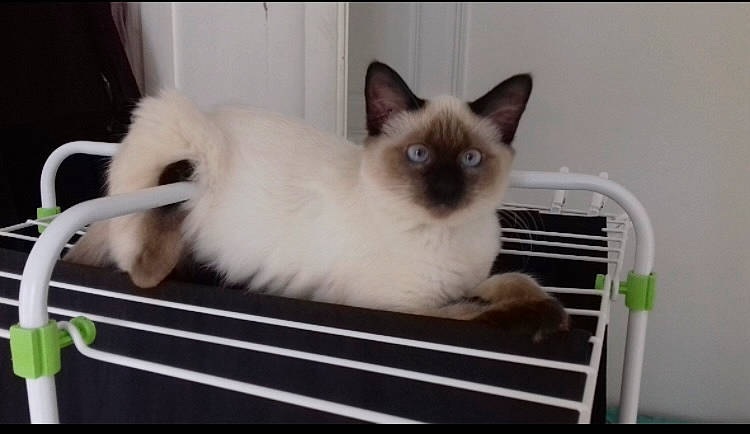 Bab S a rejoint le concours — aidez-le/la à gagner de superbes lots ! birman, carnivore, cat, fawn, felidae, fur, gas, iris, paw, plant, siamese, small_to_medium_sized_cats, snout, terrestrial_animal, whiskers