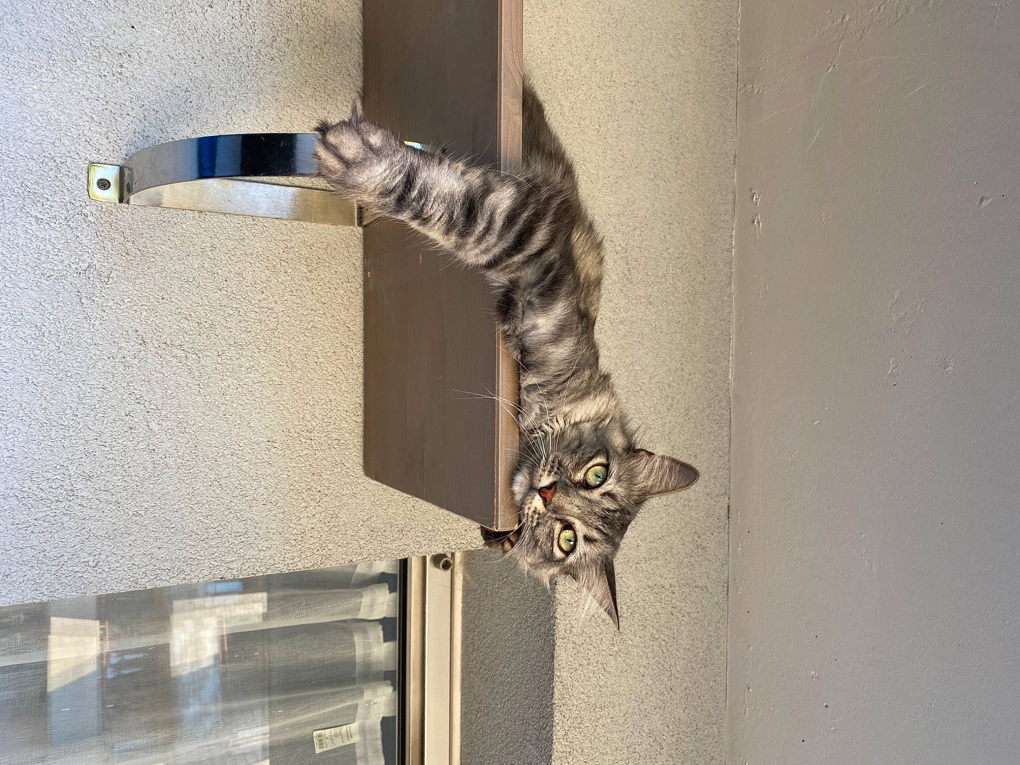 Nairobi a rejoint le concours — aidez-le/la à gagner de superbes lots ! carnivore, cat, ceiling, domestic_short_haired_cat, door, door_handle, felidae, fur, grey, hardwood, metal, plaster, room, small_to_medium_sized_cats, tail, terrestrial_animal, visual_arts, whiskers, wildlife, wood