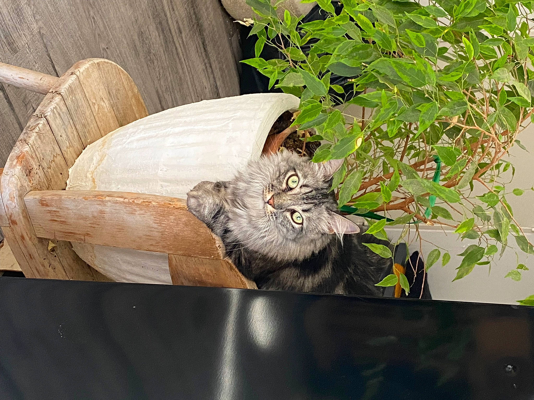 Nairobi a rejoint le concours — aidez-le/la à gagner de superbes lots ! carnivore, cat, domestic_short_haired_cat, felidae, flowerpot, fur, grass, herb, houseplant, plant, plastic_bag, small_to_medium_sized_cats, tail, terrestrial_animal, tree, trunk, twig, whiskers, window, wood