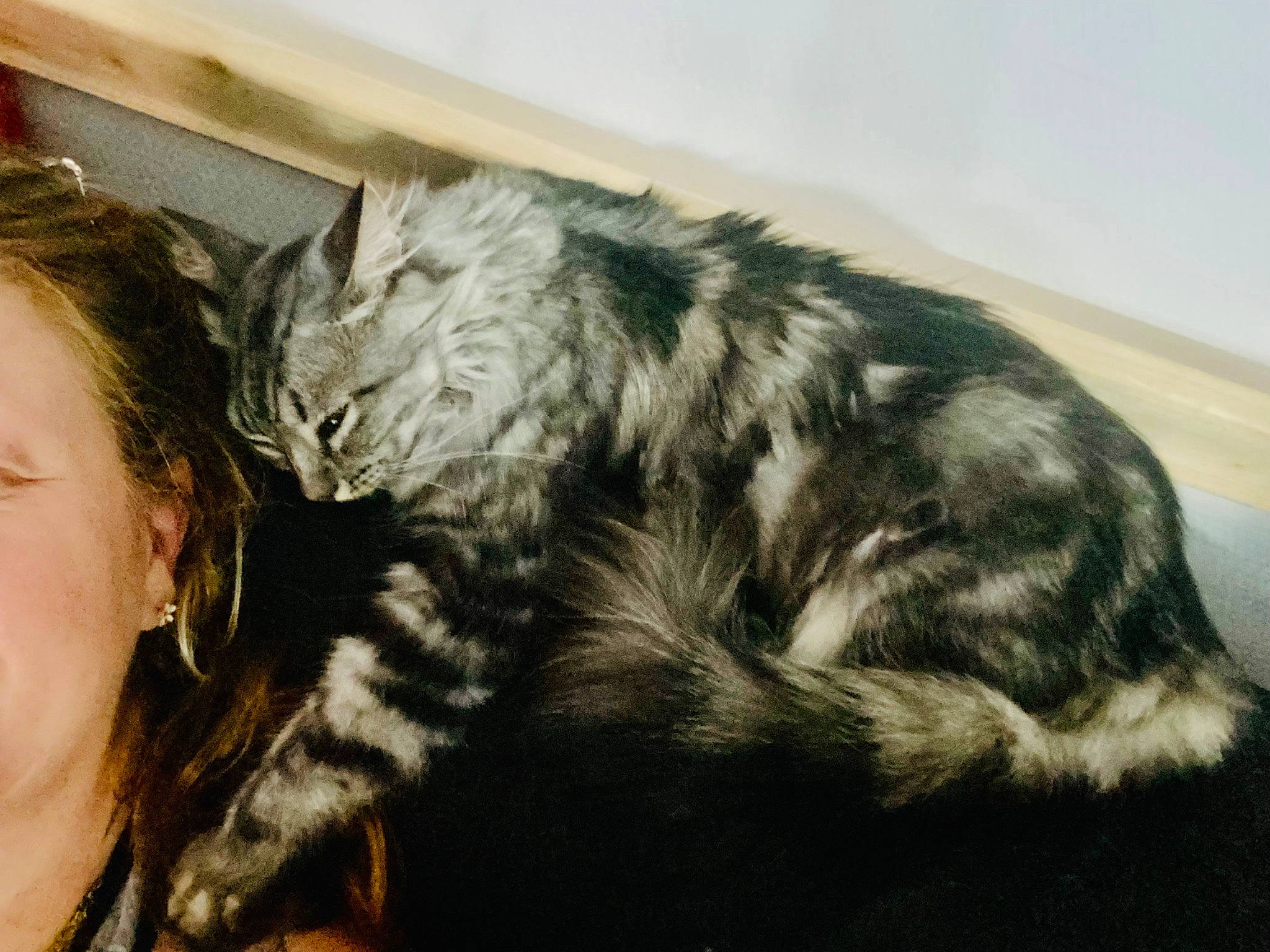 Nairobi a rejoint le concours — aidez-le/la à gagner de superbes lots ! carnivore, cat, claw, comfort, dog_breed, domestic_short_haired_cat, ear, felidae, fur, nap, paw, small_to_medium_sized_cats, snout, tail, terrestrial_animal, whiskers