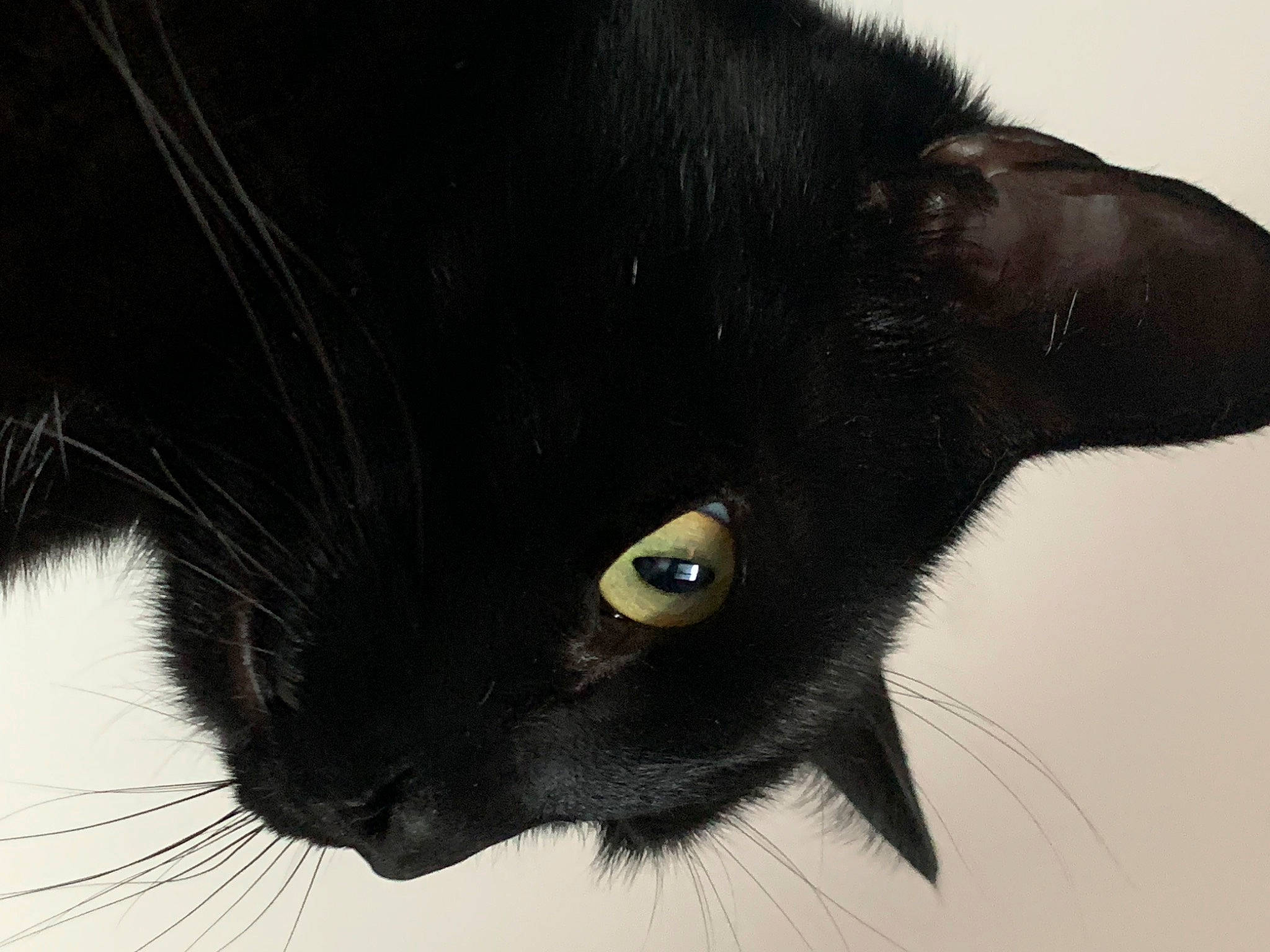 Tchala a rejoint le concours — aidez-le/la à gagner de superbes lots ! black_cat, bombay, carnivore, cat, domestic_short_haired_cat, eye, felidae, fur, head, iris, small_to_medium_sized_cats, snout, terrestrial_animal, whiskers