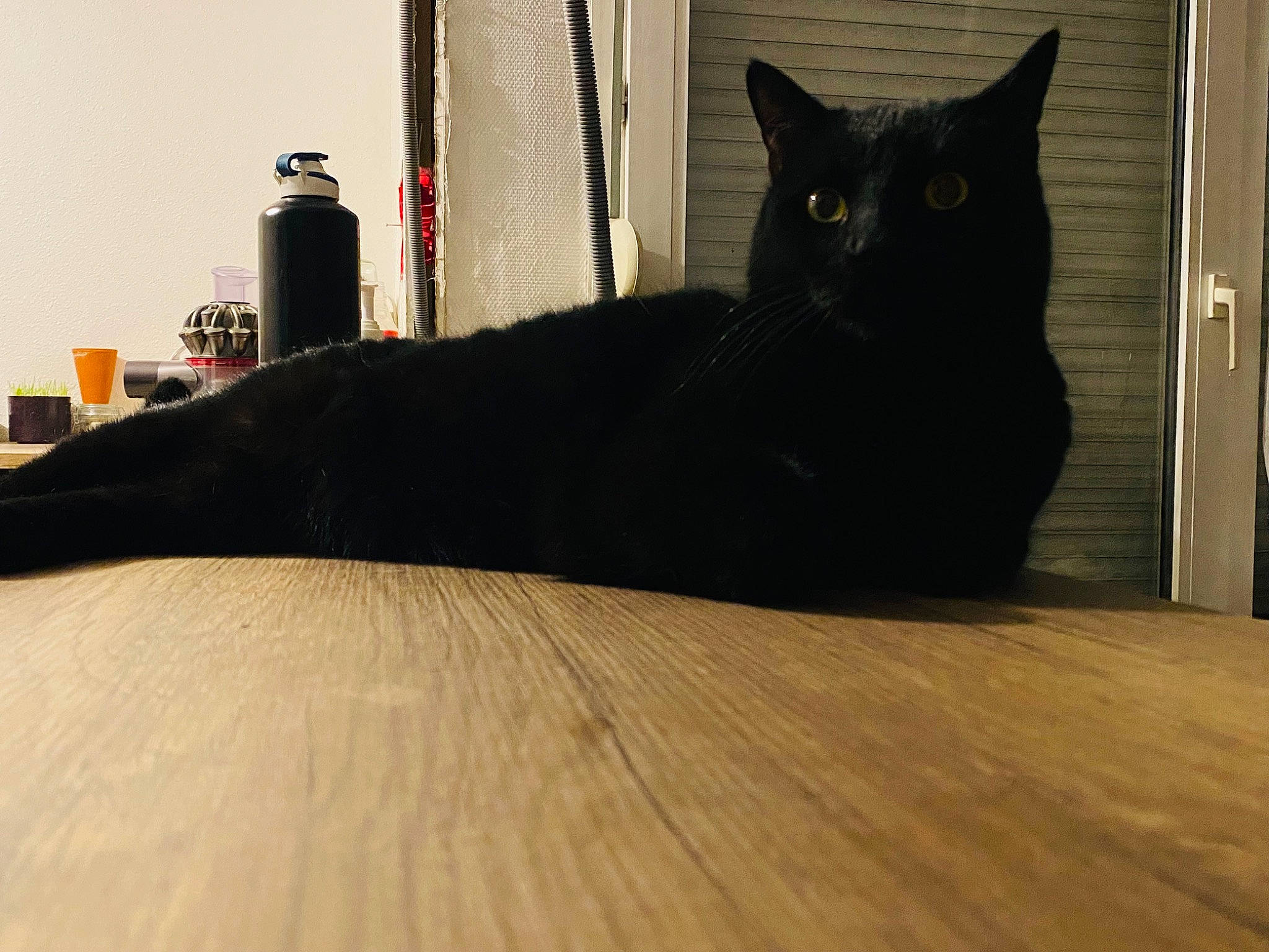 Tchala a rejoint le concours — aidez-le/la à gagner de superbes lots ! black_cat, carnivore, cat, comfort, domestic_short_haired_cat, felidae, flooring, fur, grey, hardwood, laminate_flooring, small_to_medium_sized_cats, snout, tail, tints_and_shades, varnish, whiskers, wood, wood_flooring, wood_stain