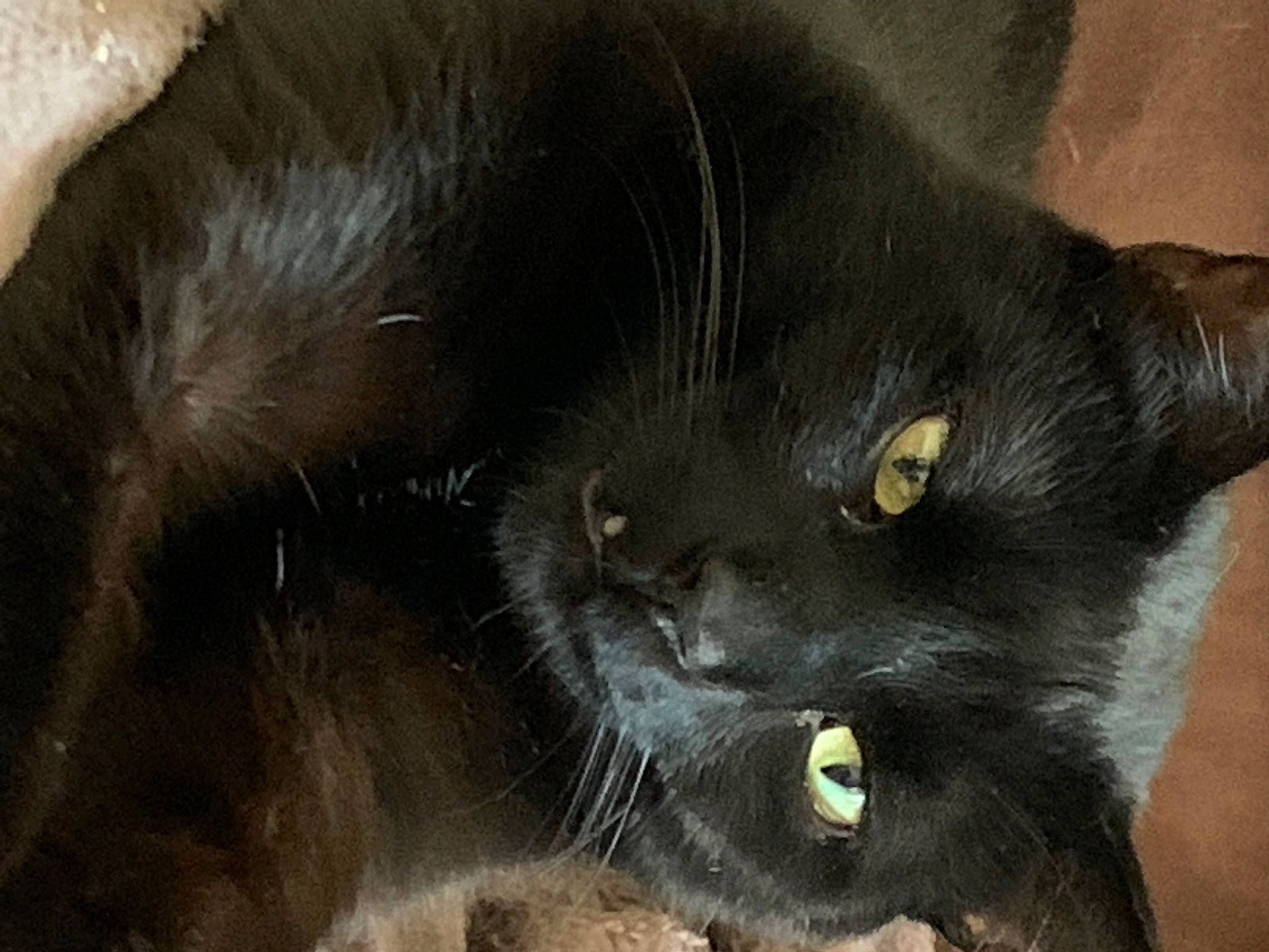 Tchala participe au concours pour gagner de l'argent avec cette photo : black_cat, carnivore, cat, claw, domestic_short_haired_cat, eye, felidae, fur, small_to_medium_sized_cats, snout, terrestrial_animal, whiskers