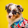 animal, blue_eyes, close_up, clothing, colorful, cute, dog, fashion, fluffy, funny, hawaiian_shirt, pet, portrait, puppy, studio, summer, sunglasses, tricolor, tropical, yellow_background
