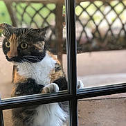 Lily Tilly Tiger is registered to the contest to win money with this photo: animal, blurred_background, calico, cat, close_up, curious, domestic_cat, feline, front_paws, fur, glass_door, looking_inside, outdoor, outdoor_furniture, paws, pet, standing, whiskers, white_chest, window