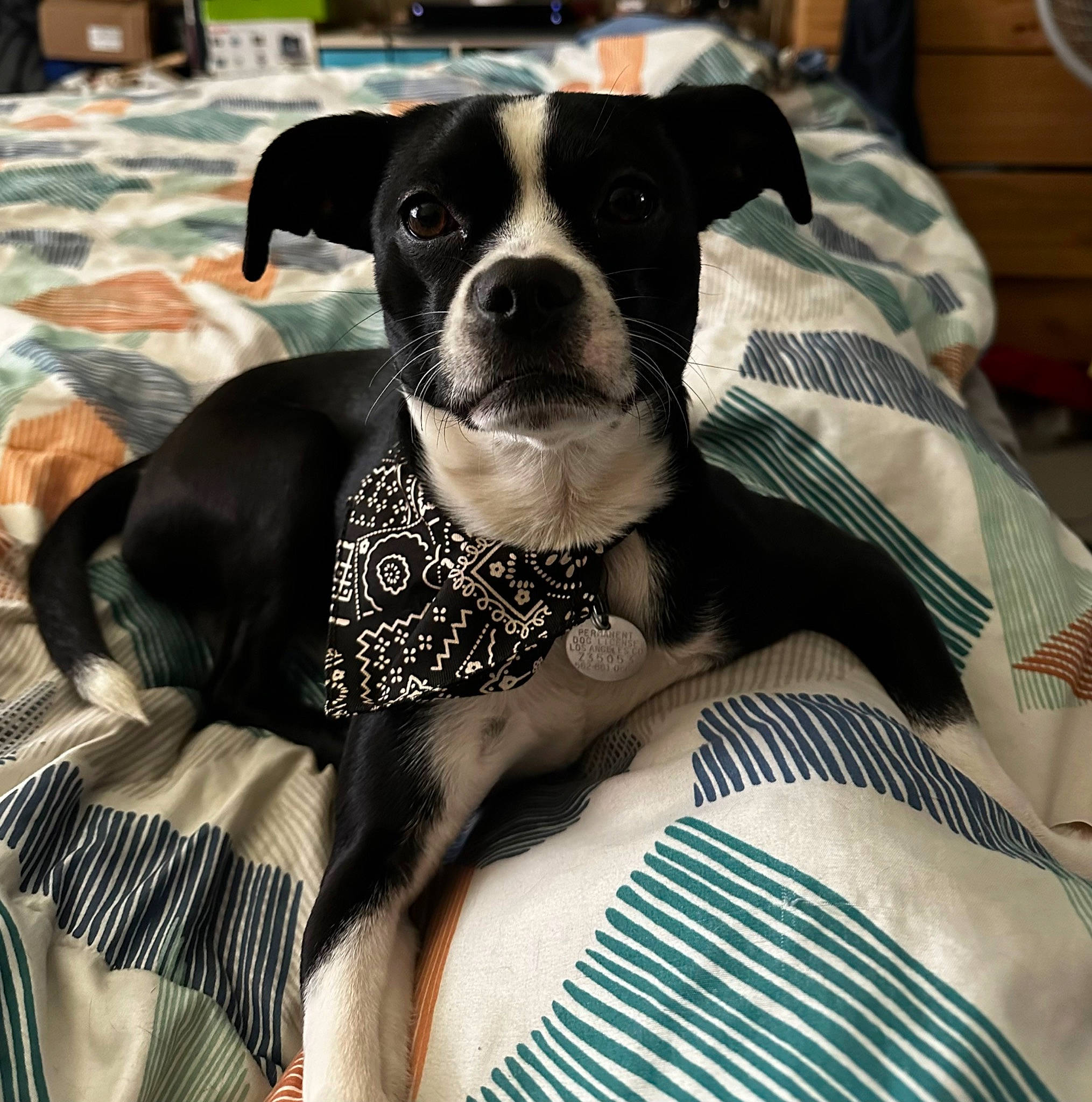 Bandit is registered to the contest to win money with this photo: canidae, carnivore, collar, comfort, companion_dog, couch, dog, dog_breed, dog_clothes, dog_collar, dog_supply, fawn, fur, head_restraint, linens, snout, sporting_group, toy_dog, whiskers, working_animal