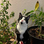 Nino joined the competition — help win amazing prizes! cat, tuxedo_cat, pet, indoor, potted_plant, plant, leaves, pot, soil, curious, green, whiskers, pink_nose, wide_eyes, black_and_white, sitting, wall, houseplant, table_surface, portrait