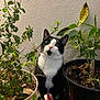 cat, tuxedo_cat, pet, indoor, potted_plant, plant, leaves, pot, soil, curious, green, whiskers, pink_nose, wide_eyes, black_and_white, sitting, wall, houseplant, table_surface, portrait