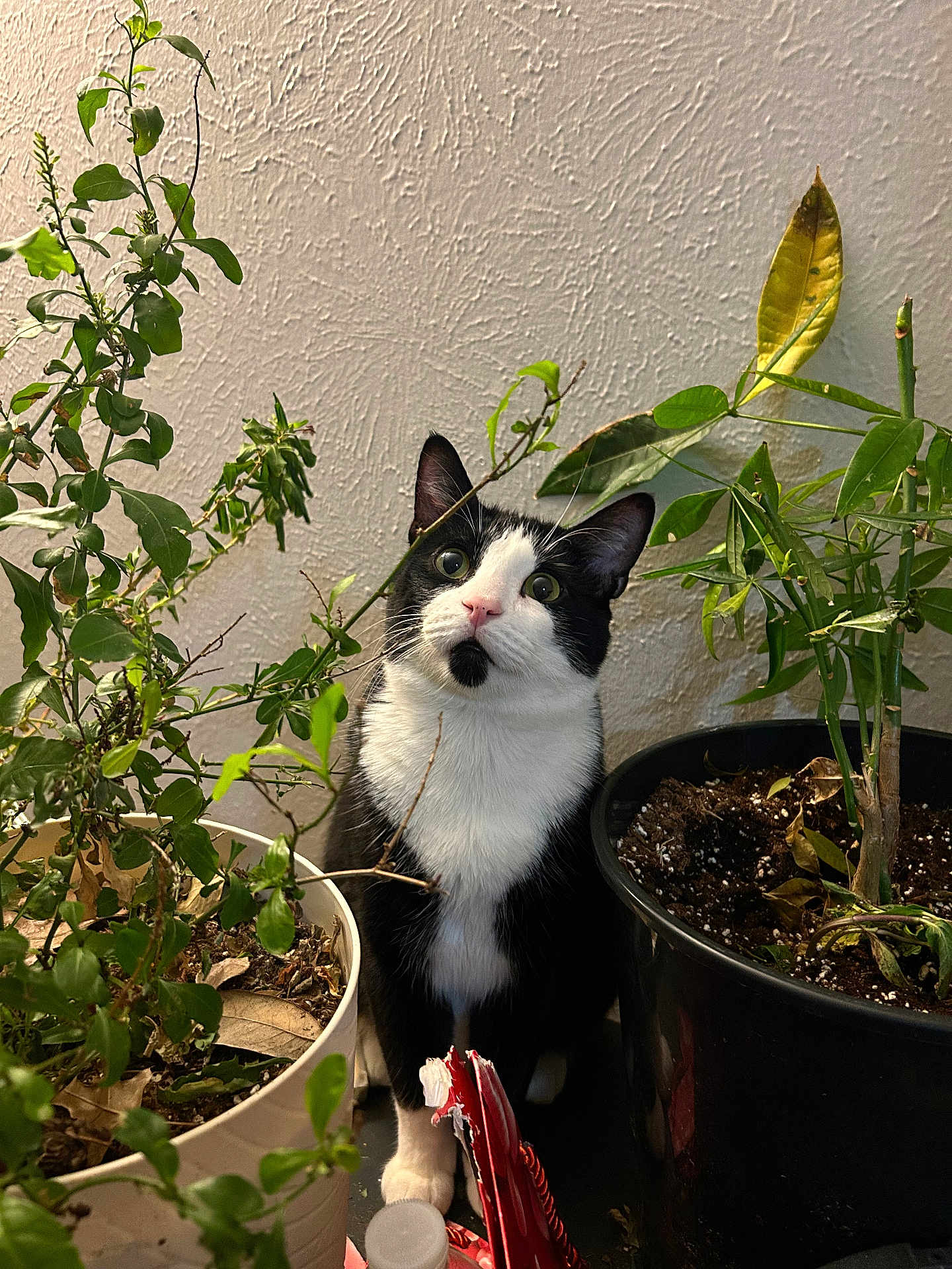 Nino joined the competition — help win amazing prizes! cat, tuxedo_cat, pet, indoor, potted_plant, plant, leaves, pot, soil, curious, green, whiskers, pink_nose, wide_eyes, black_and_white, sitting, wall, houseplant, table_surface, portrait