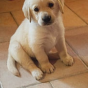 Alto participe au concours pour gagner de l'argent avec cette photo : puppy, dog, golden_retriever, sitting, floor, tile, indoor, cute, young, pet, fur, animal, looking, adorable, small, mammal, domestic_animal, companion, playful, curious