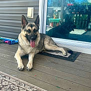 Kylo joined the competition — help win amazing prizes! dog, german_shepherd, tongue_out, porch, wooden_floor, door_mat, reflection, glass_door, outdoor, pet, animal, happy, relaxed, ears_up, daylight, house, toys, background, side_view, sitting