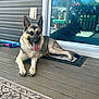 dog, german_shepherd, tongue_out, porch, wooden_floor, door_mat, reflection, glass_door, outdoor, pet, animal, happy, relaxed, ears_up, daylight, house, toys, background, side_view, sitting
