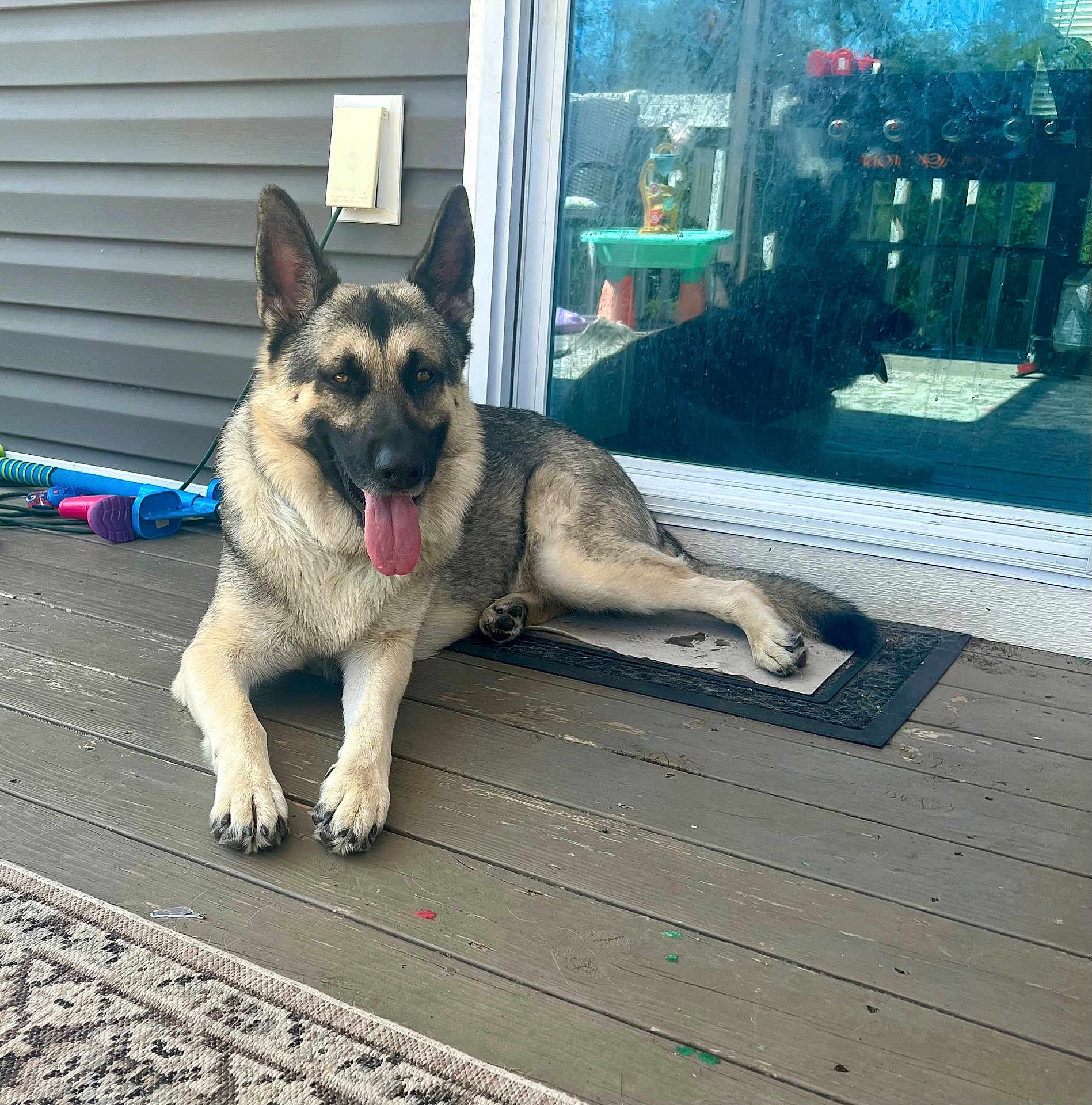 Kylo joined the competition — help win amazing prizes! dog, german_shepherd, tongue_out, porch, wooden_floor, door_mat, reflection, glass_door, outdoor, pet, animal, happy, relaxed, ears_up, daylight, house, toys, background, side_view, sitting