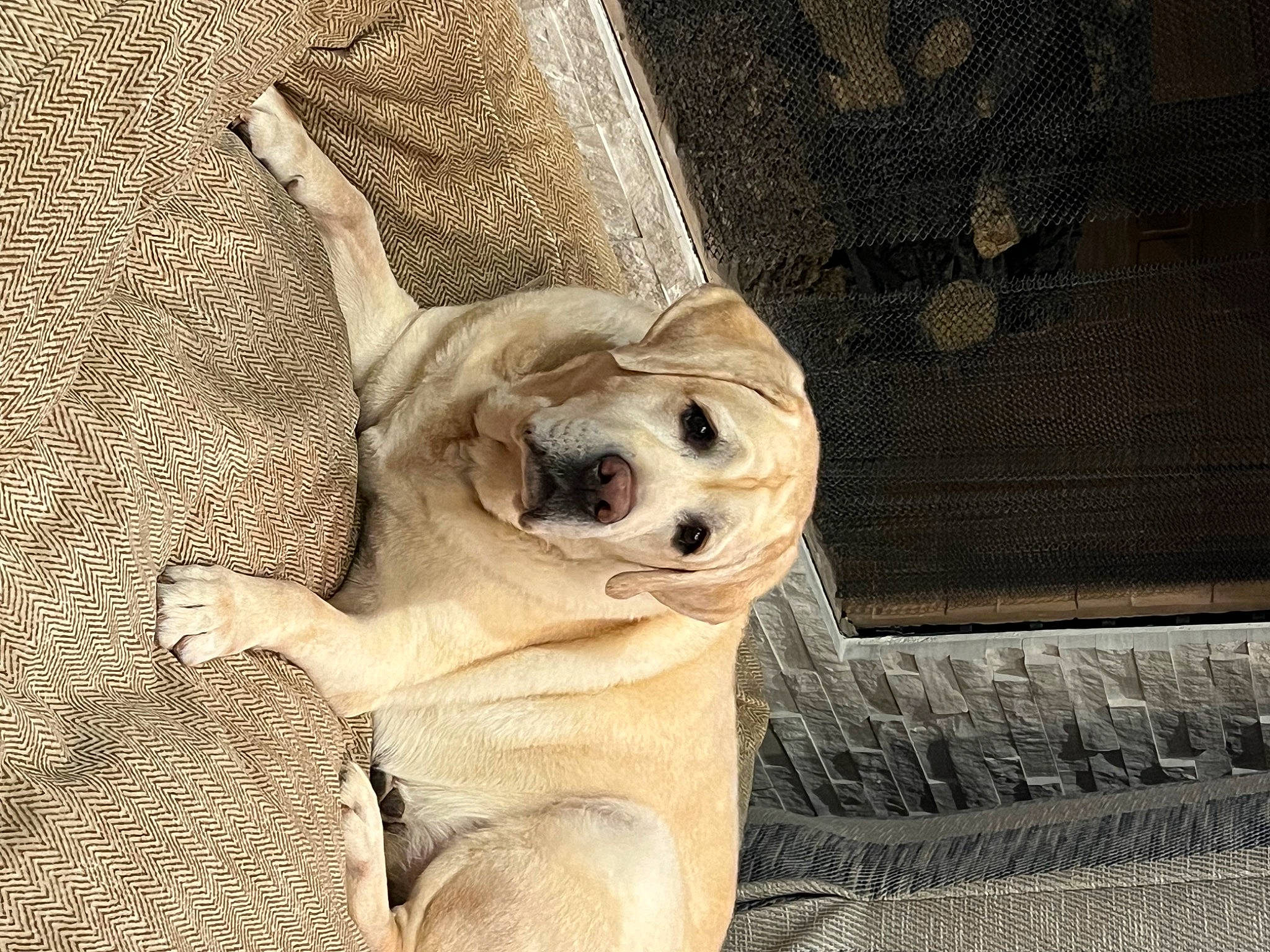 Brody Bobo joined the competition — help win amazing prizes! canidae, carnivore, comfort, companion_dog, dog, dog_breed, eye, fawn, fur, non_sporting_group, paw, plant, snout, sporting_group, sunglasses, terrestrial_animal, toy_dog, whiskers, wood, working_animal