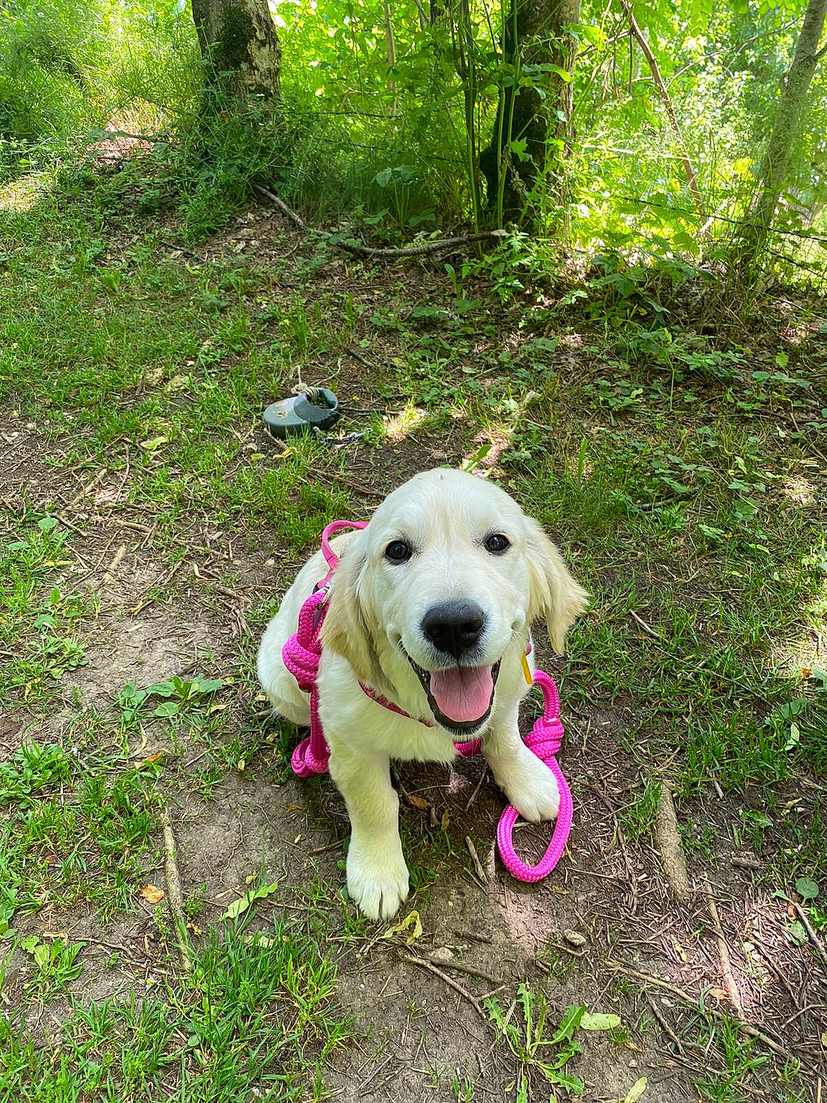 Sundy a rejoint le concours — aidez-le/la à gagner de superbes lots ! carnivore, collar, companion_dog, dog, dog_breed, dog_collar, dog_supply, fawn, grass, groundcover, leash, people_in_nature, pet_supply, plant, retriever, snout, sporting_group, tail, tree, working_animal