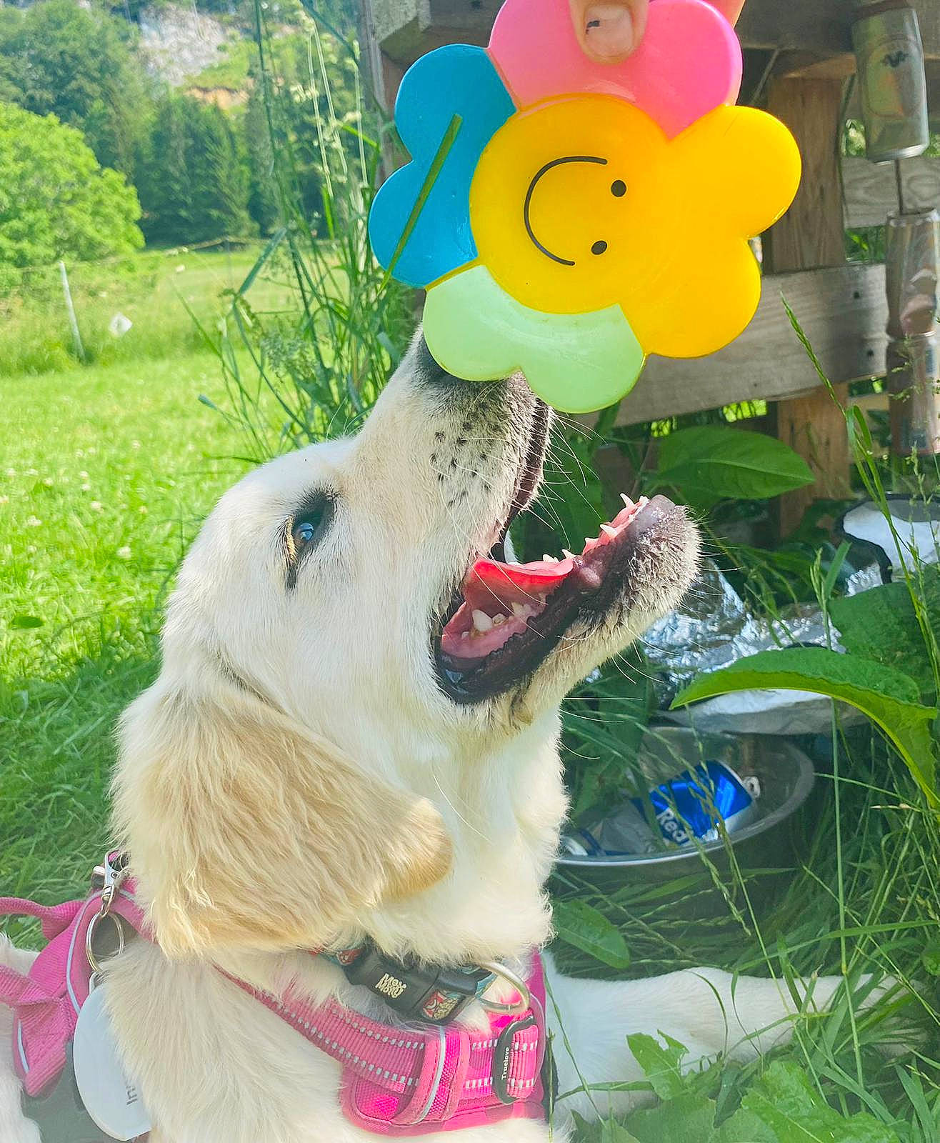 Sundy participe au concours pour gagner de l'argent avec cette photo : canidae, carnivore, collar, companion_dog, dog, dog_breed, dog_collar, dog_supply, fang, fun, fur, grass, happy, leash, plant, retriever, sporting_group, tree, vertebrate, working_animal