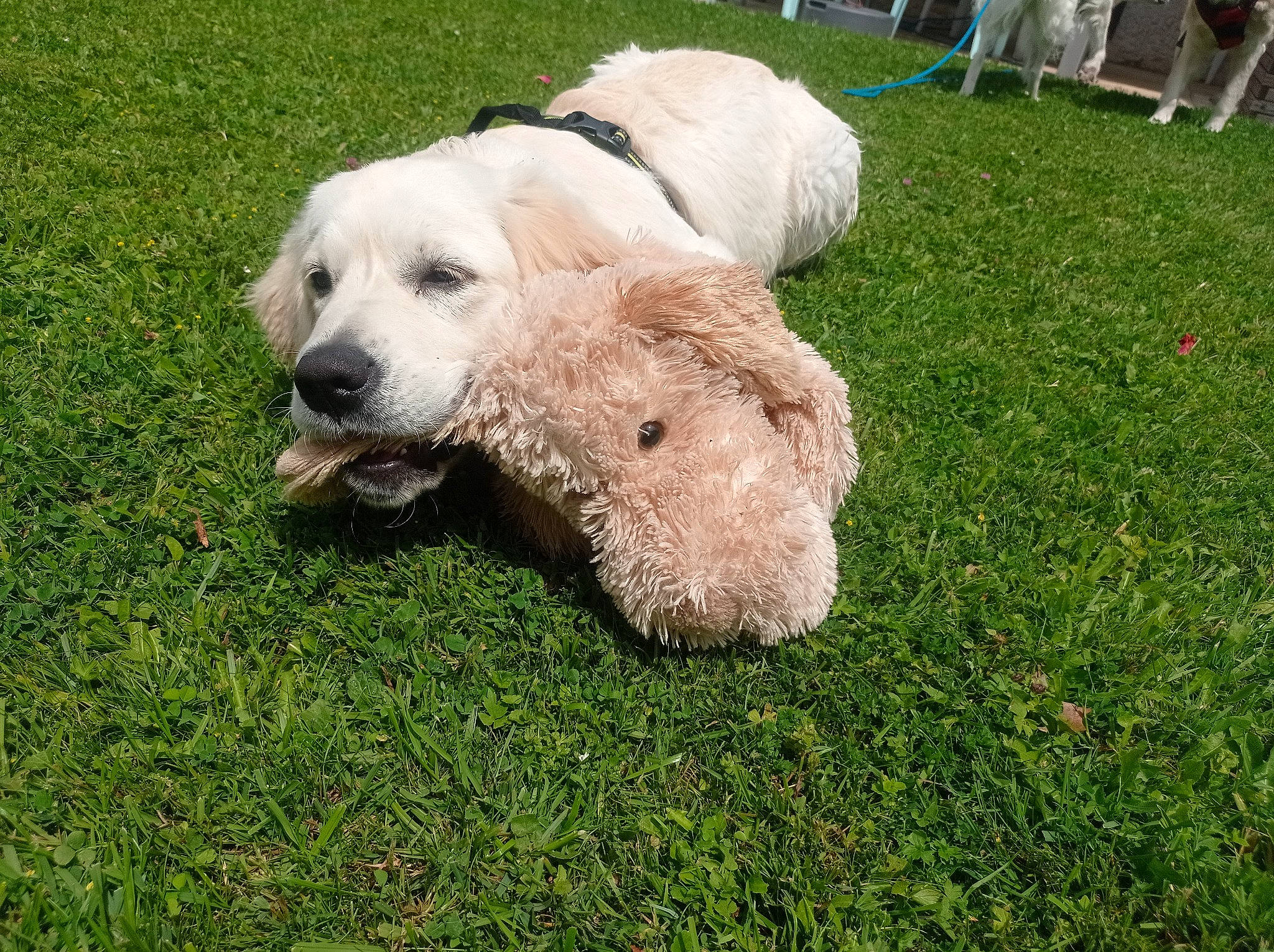 Sundy a rejoint le concours — aidez-le/la à gagner de superbes lots ! canidae, carnivore, companion_dog, dog, dog_breed, fur, grass, grassland, labradoodle, non_sporting_group, pasture, poodle, puppy, sheep, snout, sporting_group, terrestrial_animal, terrier, toy_dog, working_animal