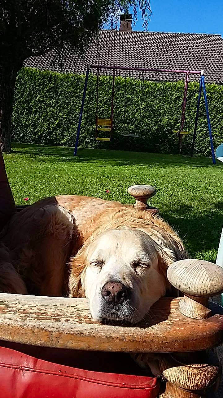 Vanille a rejoint le concours — aidez-le/la à gagner de superbes lots ! carnivore, companion_dog, dog, dog_breed, fawn, grass, grassland, hat, landscape, leisure, mesh, plant, recreation, shade, sky, snout, sporting_group, terrestrial_animal, working_animal, wrinkle