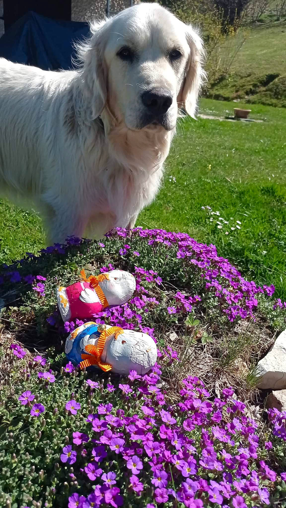 Milky participe au concours pour gagner de l'argent avec cette photo : annual_plant, blue, carnivore, companion_dog, dog, dog_breed, flower, flowering_plant, grass, green, groundcover, lawn, magenta, meadow, people_in_nature, petal, plant, spring, summer, toy