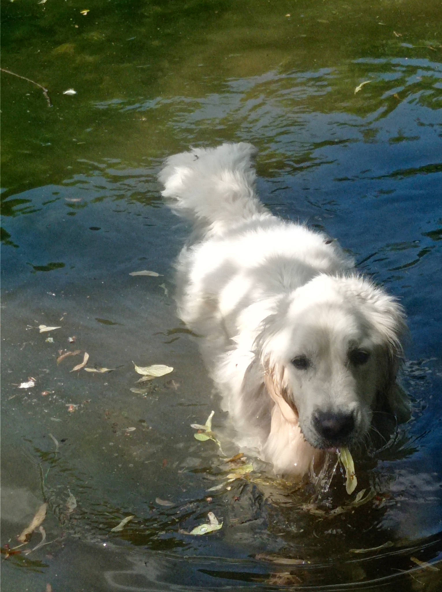 Milky participe au concours pour gagner de l'argent avec cette photo : canidae, carnivore, companion_dog, dog, dog_breed, fur, guard_dog, gun_dog, lake, liquid, livestock_guardian_dog, ocean, reflection, retriever, sporting_group, water, wave, wind_wave, working_animal, working_dog